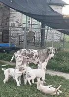 Willow, a female Great Dane for sale in Royse City, TX – Photo 3 of 3