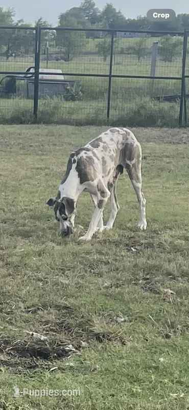 Willow, a female Great Dane for sale in Royse City, TX – Photo 1 of 3