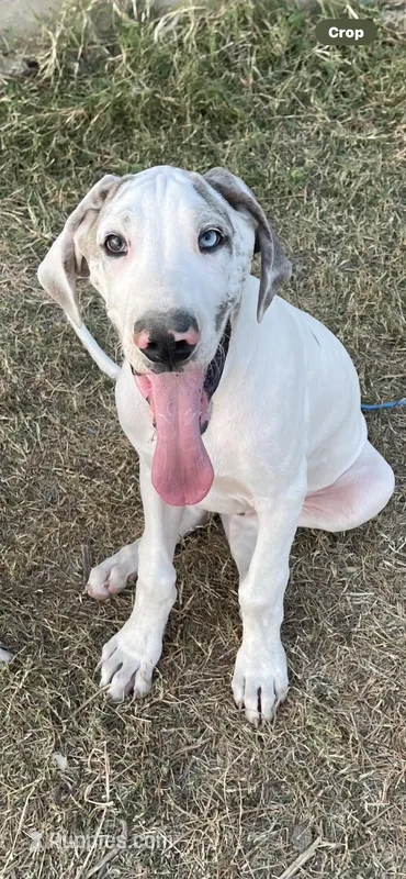 Blue brindle harly pie, a male Great Dane for sale in Royse City, TX – Photo 1 of 3