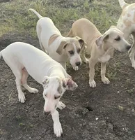 Blue brindle harly pie, a male Great Dane for sale in Royse City, TX – Photo 3 of 3