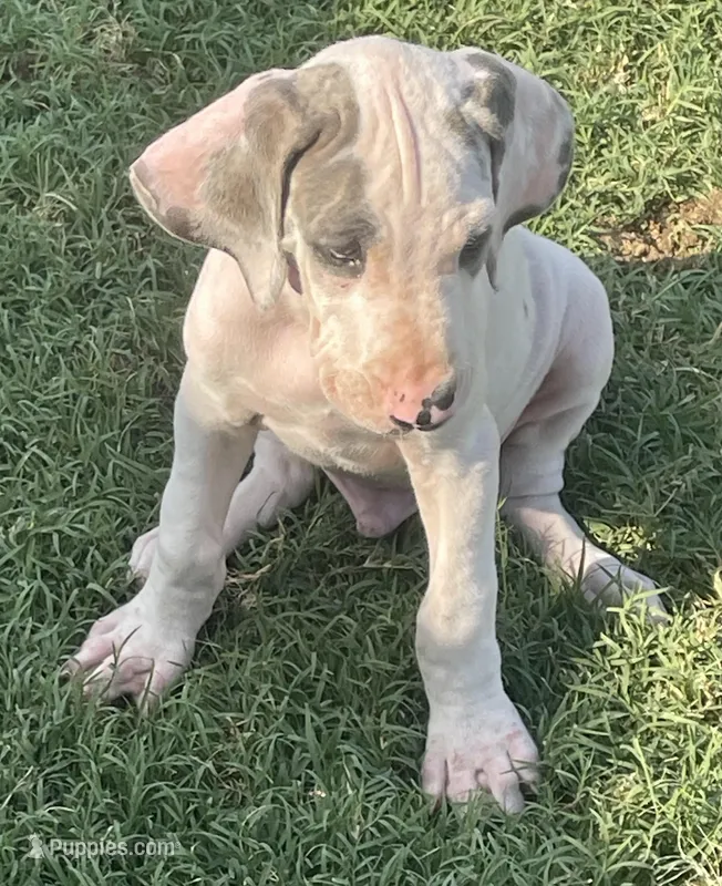 Harly blue brindle Pie Boy #2