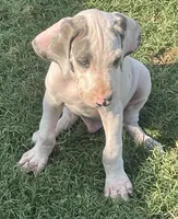 Harly blue brindle Pie Boy #2, a male Great Dane for sale in Royse City, TX – Photo 1 of 3