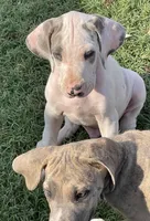 Harly blue brindle Pie Boy #2, a male Great Dane for sale in Royse City, TX – Photo 3 of 3