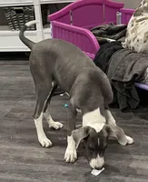 Blue mantle girl, a female Great Dane for sale in Royse City, TX – Photo 3 of 3