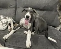 Blue mantle girl, a female Great Dane for sale in Royse City, TX – Photo 2 of 3