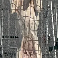 Blue Brindle Pie, a female Great Dane for sale in Royse City, TX – Photo 2 of 5