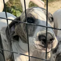 Blue Brindle Pie, a female Great Dane for sale in Royse City, TX – Photo 3 of 5