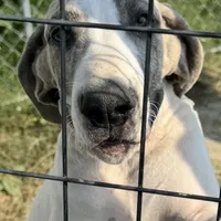 Blue Brindle Pie, a female Great Dane for sale in Royse City, TX – Photo 4 of 5