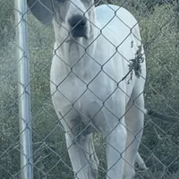 Blue Brindle Pie, a female Great Dane for sale in Royse City, TX – Photo 1 of 5