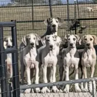 Blue Brindle Pie, a female Great Dane for sale in Royse City, TX – Photo 5 of 5