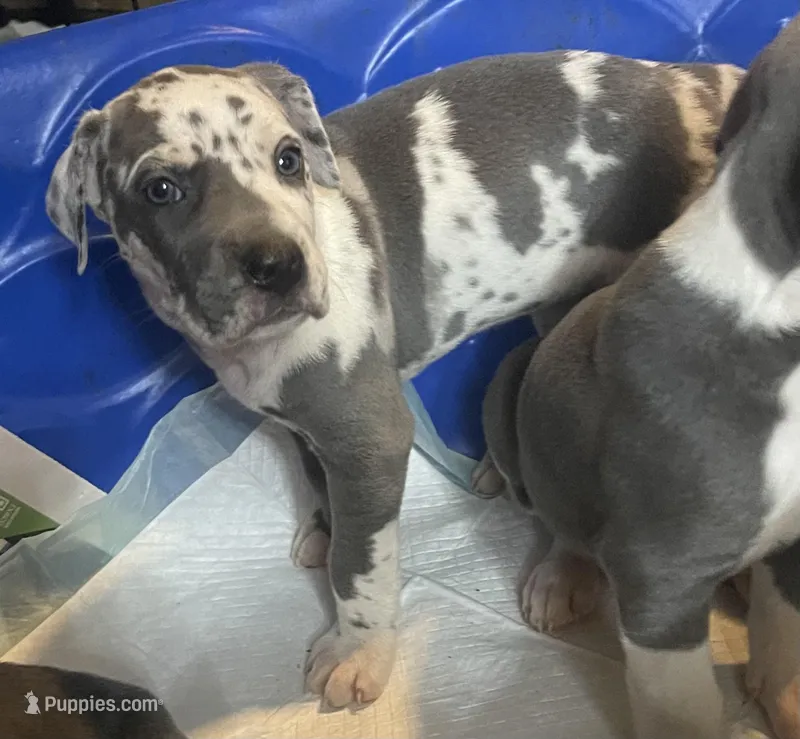 Blue harly girl, a female Great Dane for sale in Royse City, TX – Photo 1 of 4