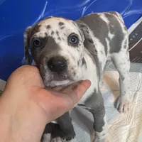 Blue harly girl, a female Great Dane for sale in Royse City, TX – Photo 3 of 4