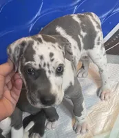 Blue harly girl, a female Great Dane for sale in Royse City, TX – Photo 2 of 4