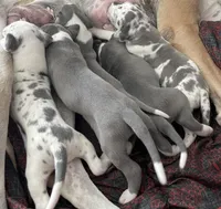 Blue harly girl, a female Great Dane for sale in Royse City, TX – Photo 4 of 4