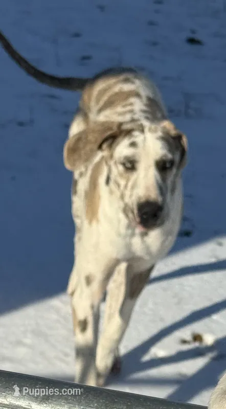 Blue Brindle Harly blue eyes