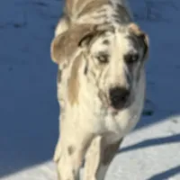 Blue Brindle Harly blue eyes, a male Great Dane for sale in Royse City, TX – Photo 1 of 3