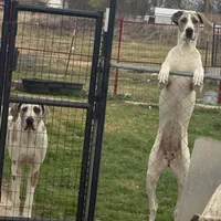 Blue Brindle Harly blue eyes, a male Great Dane for sale in Royse City, TX – Photo 3 of 3