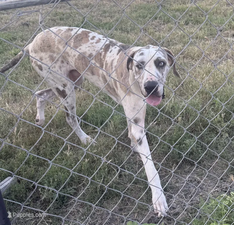 Blue Brindle Harly blue eyes – Great Dane puppy for sale in Royse City, TX