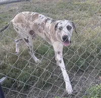 Blue Brindle Harly blue eyes, a male Great Dane for sale in Royse City, TX – 2 of 3