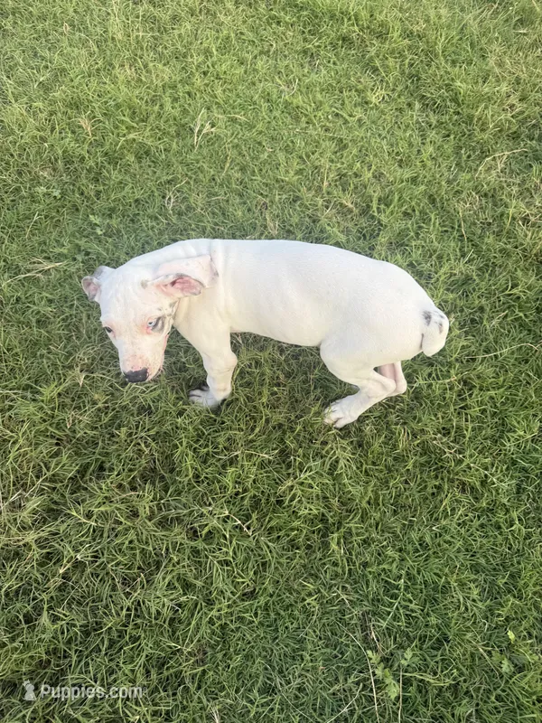 Harly Pie, a male Great Dane for sale in Royse City, TX – Photo 1 of 2