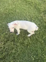 Harly Pie, a male Great Dane for sale in Royse City, TX – Photo 1 of 2