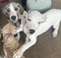 Harly Pie, a male Great Dane for sale in Royse City, TX – Photo 2 of 2