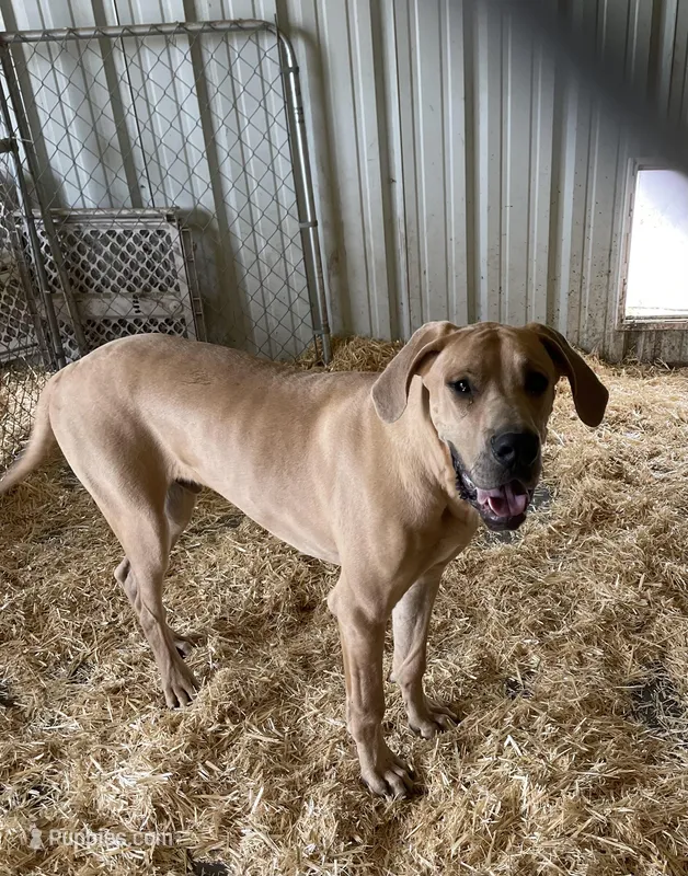 Blue fawn male, a male Great Dane for sale in Royse City, TX – Photo 1 of 3