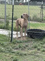Blue fawn male, a male Great Dane for sale in Royse City, TX – Photo 2 of 3