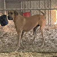 AKC black girl, a female Great Dane for sale in Royse City, TX – Photo 4 of 5