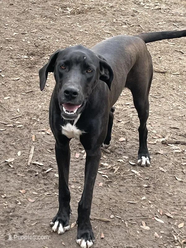 AKC black girl, a female Great Dane for sale in Royse City, TX – Photo 1 of 5