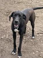 AKC black girl, a female Great Dane for sale in Royse City, TX – Photo 1 of 5