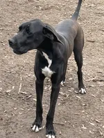 AKC black girl, a female Great Dane for sale in Royse City, TX – Photo 3 of 5