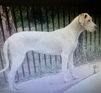 AKC black girl, a female Great Dane for sale in Royse City, TX – Photo 5 of 5