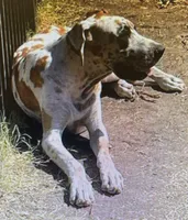 Fawniquin girl, a female Great Dane for sale in Royse City, TX – Photo 4 of 5