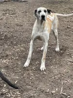 Fawniquin girl, a female Great Dane for sale in Royse City, TX – Photo 3 of 5