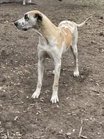 Fawniquin girl, a female Great Dane for sale in Royse City, TX – Photo 5 of 5