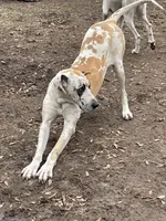 Fawniquin girl, a female Great Dane for sale in Royse City, TX – Photo 2 of 5