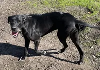 Black female, a female Great Dane for sale in Royse City, TX – Photo 2 of 2