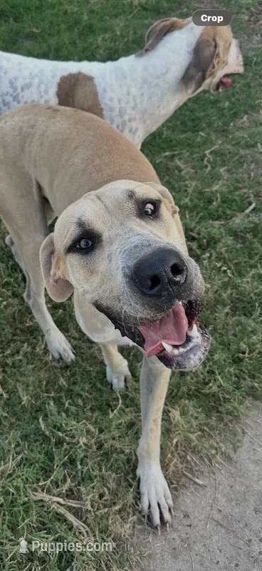 Big blue fawn boy – Great Dane puppy for sale in Royse City, TX