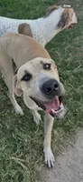Big blue fawn boy, a male Great Dane for sale in Royse City, TX – 3 of 4