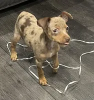 Choc merle Girl 1, a female Miniature Pinscher for sale in Royse City, TX – Photo 4 of 4