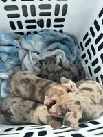 Choc merle Girl 1, a female Miniature Pinscher for sale in Royse City, TX – Photo 3 of 4