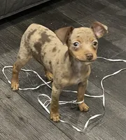 Choc merle Girl 1, a female Miniature Pinscher for sale in Royse City, TX – Photo 2 of 4