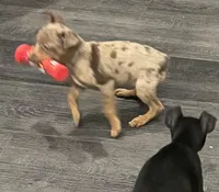 Choc merle Girl 1, a female Miniature Pinscher for sale in Royse City, TX – Photo 1 of 4