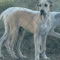 Blue Fawn, a male Great Dane for sale in Royse City, TX – Photo 2 of 5