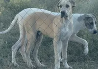 Blue Fawn, a male Great Dane for sale in Royse City, TX – Photo 2 of 5