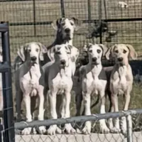 Blue Fawn, a male Great Dane for sale in Royse City, TX – Photo 5 of 5