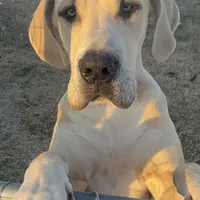 Blue Fawn, a male Great Dane for sale in Royse City, TX – Photo 1 of 5