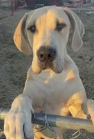 Blue Fawn, a male Great Dane for sale in Royse City, TX – Photo 1 of 5