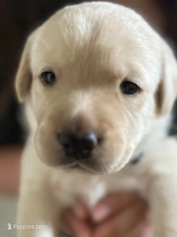 Little Love – Labrador Retriever puppy for sale in Pflugerville, TX